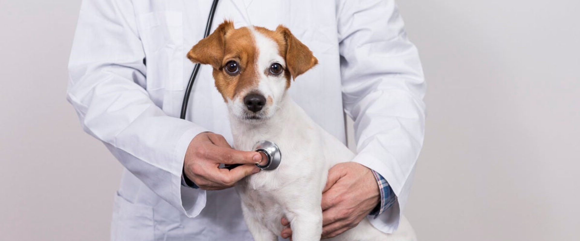 Maximizing Your Pet Insurance Benefits for Aging Dogs