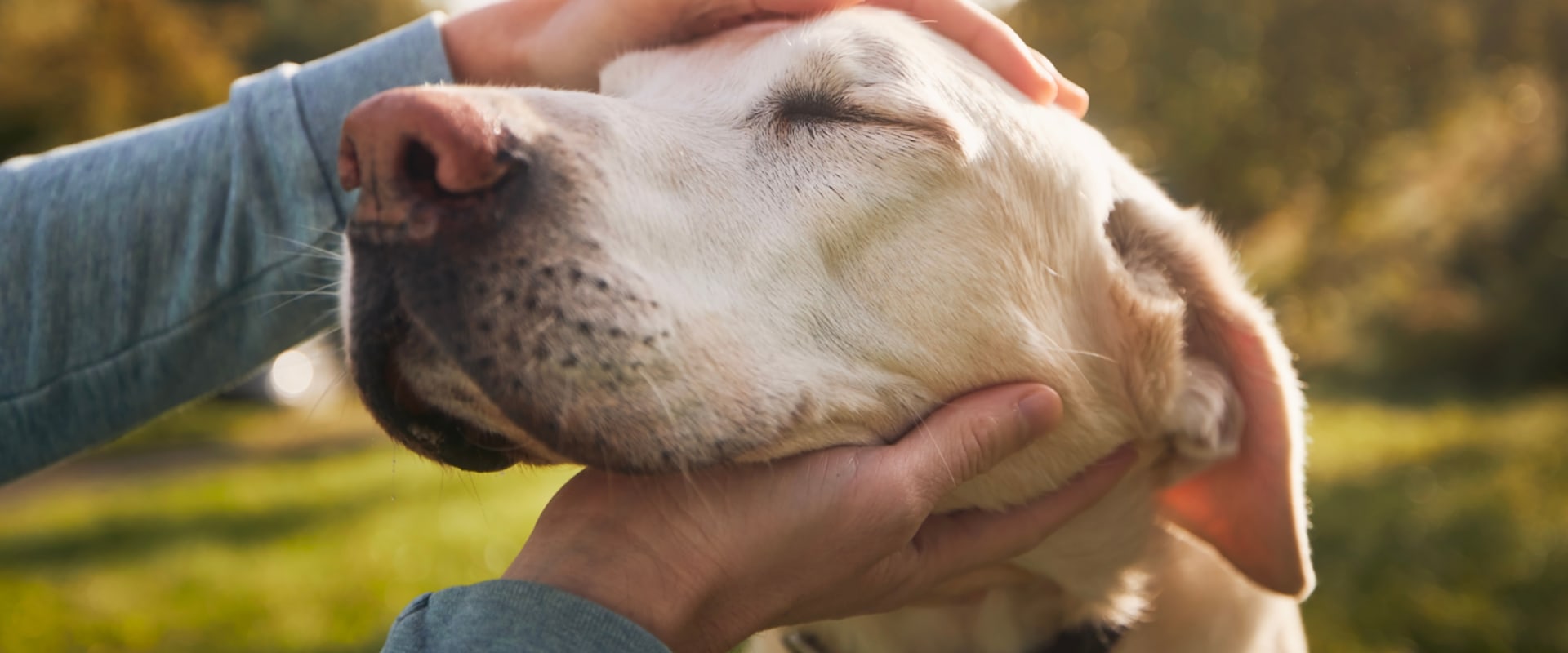 Understanding Reimbursements and Deductibles for Pet Insurance for Older Dogs