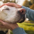 Understanding Reimbursements and Deductibles for Pet Insurance for Older Dogs