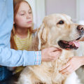 Coverage Options and Benefits for Aging Pets