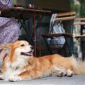 A Comprehensive Look at Healthy Paws' Pet Insurance for Senior Dogs