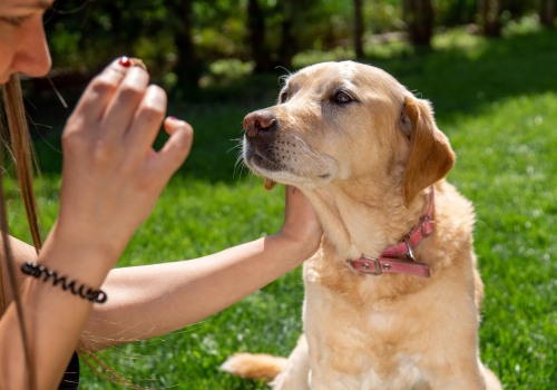 How Pet Insurance Can Help Cover the Cost of Senior Dog Care