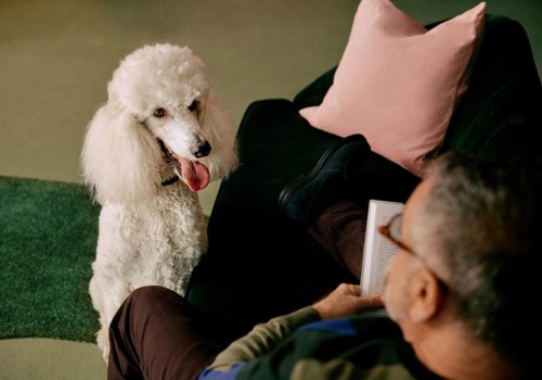 Pet Insurance for Senior Dogs: How to Protect Your Aging Pet