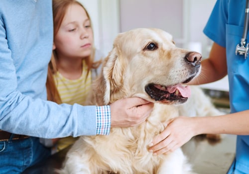Coverage Options and Benefits for Aging Pets
