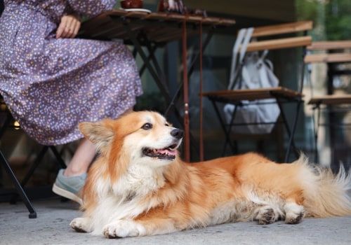 Finding the Best Pet Insurance for Your Aging Dog
